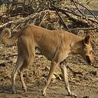 A photograph of the Indian pariah dog