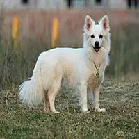A photograph of the Indian Spitz