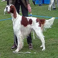 A photograph of the Irish Red and White Setter