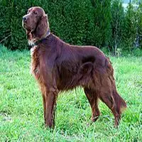 A photograph of the Irish Setter