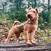 A photograph of the Irish Terrier