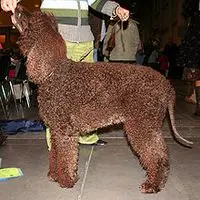 A photograph of the Irish Water Spaniel