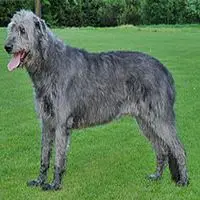 A photograph of the Irish Wolfhound