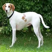 A photograph of the Istrian Short-haired Hound