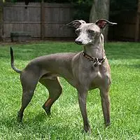 A photograph of the Italian Greyhound