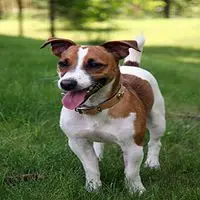 A photograph of the Jack Russell Terrier