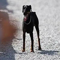 A photograph of the Jagdterrier