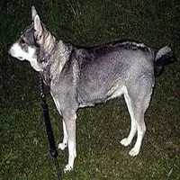 A photograph of the Jämthund