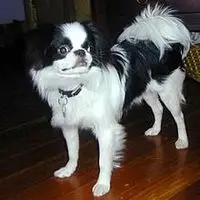 A photograph of the Japanese Chin