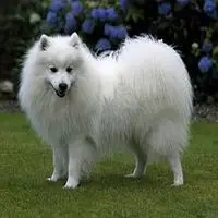 A photograph of the Japanese Spitz
