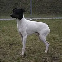 A photograph of the Japanese Terrier
