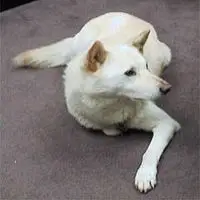A photograph of the Jindo Dog
