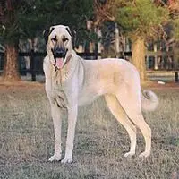 A photograph of the Kangal