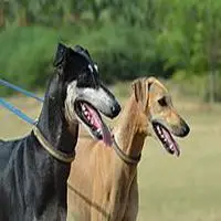 A photograph of the Kanni