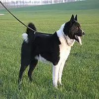 A photograph of the Karelian Bear Dog
