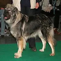 A photograph of the Karst Shepherd