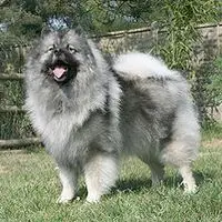 A photograph of the Keeshond