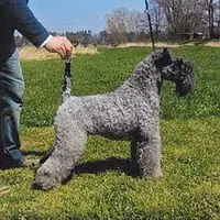 A photograph of the Kerry Blue Terrier