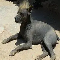 A photograph of the Khala