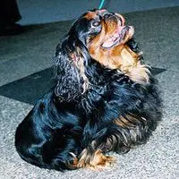 A photograph of the King Charles Spaniel