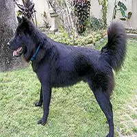 A photograph of the Kintamani