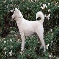 A photograph of the Kishu