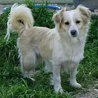 A photograph of the Kokoni