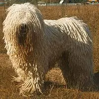 A photograph of the Komondor