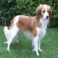 A photograph of the Kooikerhondje