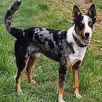 A photograph of the Koolie