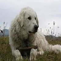 A photograph of the Kuvasz