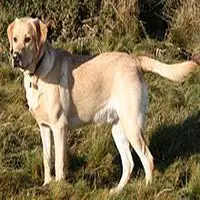 A photograph of the Labrador Retriever