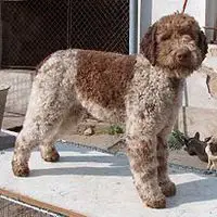 A photograph of the Lagotto Romagnolo