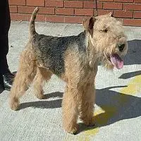 A photograph of the Lakeland Terrier