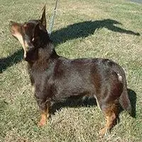 A photograph of the Lancashire Heeler