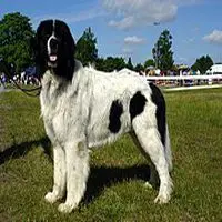 A photograph of the Landseer