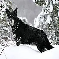 A photograph of the Lapponian Herder