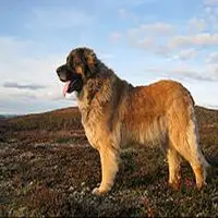 A photograph of the Leonberger