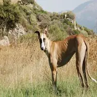 A photograph of the Levriero Sardo
