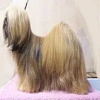 A photograph of the Lhasa Apso