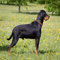 A photograph of the Lithuanian Hound
