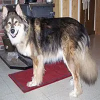 A photograph of the Mackenzie River husky