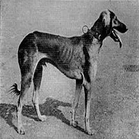 A photograph of the Mahratta Hound