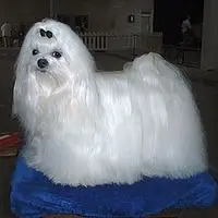 A photograph of the Maltese