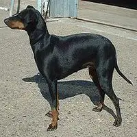 A photograph of the Manchester Terrier (Standard)