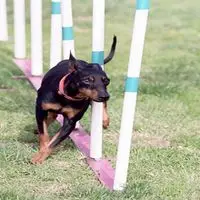 A photograph of the Manchester Terrier (Toy)