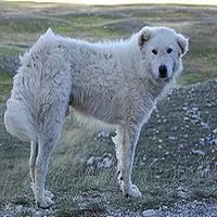A photograph of the Maremma-Abruzzese Sheepdog