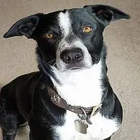A photograph of the McNab Shepherd