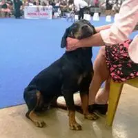 A photograph of the Montenegrin Mountain Hound