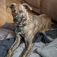 A photograph of the Mountain Cur